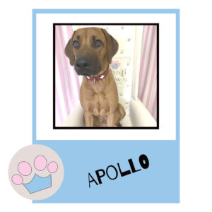 Apollo