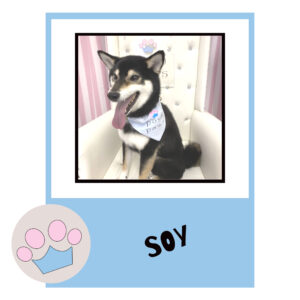 Soy