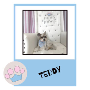 Teddy