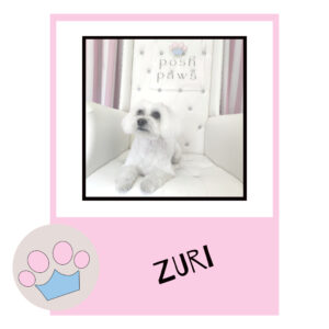 Zuri